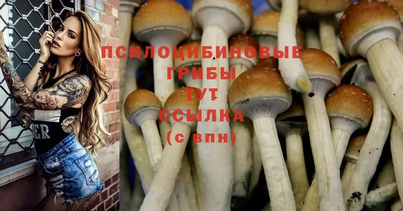 наркота  Абаза  Псилоцибиновые грибы Psilocybine cubensis 